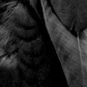 RAVEN “Murder Sessions”